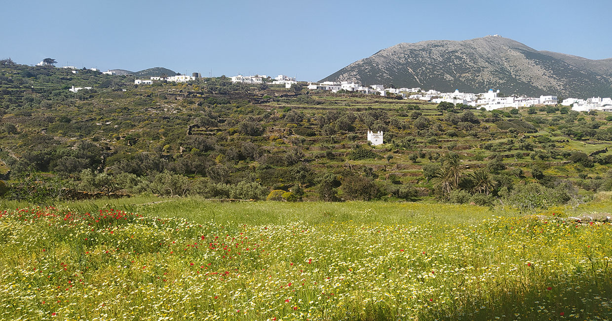 Spring in Sifnos